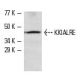 KKIALRE (K-19): sc-7589. Western blot analysis of KKIALRE expression in CHO-K1 whole cell lysate.