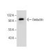 Oviductin Antibody (H-8) - Western Blotting - Image 282588 