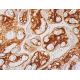 chondroitin sulfate Antibody (PG-4) - Immunohistochemistry - Image 391921 