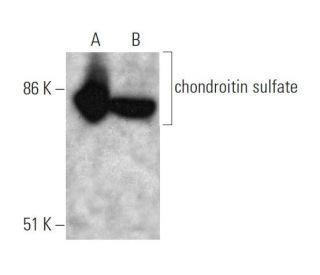 chondroitin sulfate Antibody (PG-4) - Western Blotting - Image 374538 