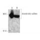 chondroitin sulfate Antibody (PG-4) - Western Blotting - Image 374538 