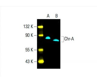 Chr-A Antibody (C-12) - Western Blotting - Image 392286 