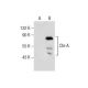 Chr-A Antibody (F-8) - Western Blotting - Image 159742 