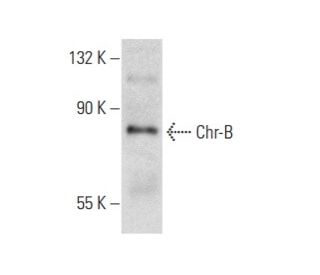 Chr-B Antibody (32) - Western Blotting - Image 383027SAM Transcription Activation: SAM system utilizing dCas9-VP64, MS2-P65-HSF1, and sgRNA for precise gene transcription activation.
