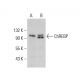 ChREBP Antibody (G-12) - Western Blotting - Image 377907 