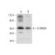 CHRNB4 Antibody (E-3) - Western Blotting - Image 319570