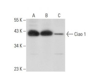Ciao 1 Antibody (E-10) - Western Blotting - Image 301038 