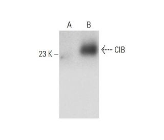 CIB Antibody (E-9) - Western Blotting - Image 128752
