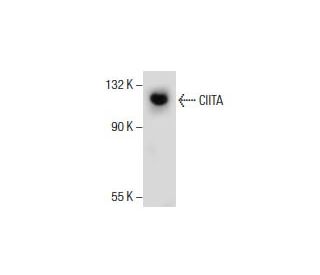 CIITA Antibody (E-12) - Western Blotting - Image 154506 