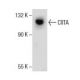 CIITA Antibody (E-12) - Western Blotting - Image 154506 