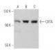 CIITA Antibody (E-12) - Western Blotting - Image 362297