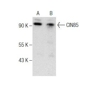 CIN85 Antibody (A-7) - Western Blotting - Image 283619 