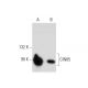 CIN85 Antibody (C-8) - Western Blotting - Image 133952 