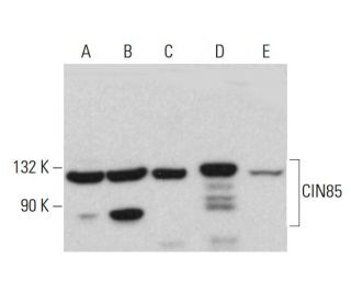 CIN85 Antibody (G-12) - Western Blotting - Image 382836 