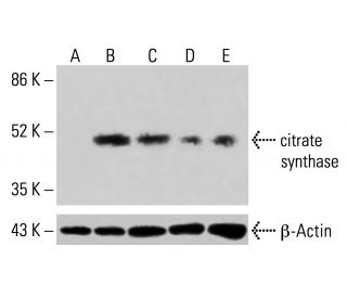 citrate synthase Antibody (G-3) - Western Blotting - Image 415124