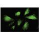 citrin Antibody (8Z) - Immunofluorescence - Image 35739