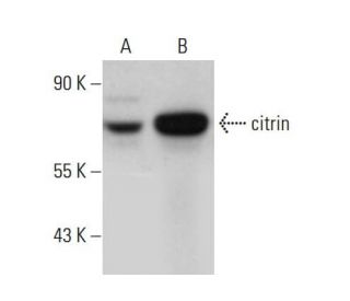 citrin Antibody (D-7) - Western Blotting - Image 376118 