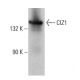 CIZ1 Antibody (A-6) - Western Blotting - Image 379201 