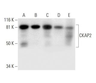 CKAP2 Antibody (D-12) - Western Blotting - Image 297013