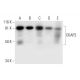 CKAP2 Antibody (D-12) - Western Blotting - Image 297013