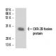 CKR-2B Antibody (A-11) - Western Blotting - Image 16313 