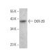 CKR-2B Antibody (D-6) - Western Blotting - Image 376465
