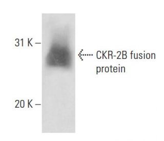 CKR-2B Antibody (H-9) - Western Blotting - Image 16314