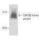 CKR-2B Antibody (H-9) - Western Blotting - Image 16314
