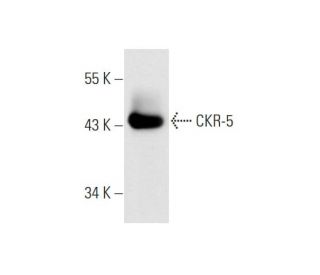 CKR-5 Antibody (D-6) - Western Blotting - Image 66884 