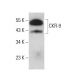 CKR-9 Antibody (9B1) - Western Blotting - Image 376671