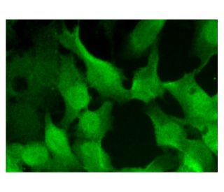 Cks1/2 Antibody (F-12) - Immunofluorescence - Image 301911 
