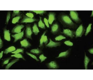 Cks2 Antibody (3B3) - Immunofluorescence - Image 35455
