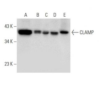 CLAMP Antibody (G-3) - Western Blotting - Image 303818 