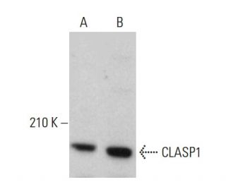 CLASP1 Antibody (D-8) - Western Blotting - Image 382759 