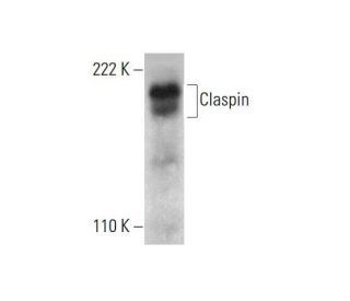 Claspin Antibody (B-6) - Western Blotting - Image 384493 