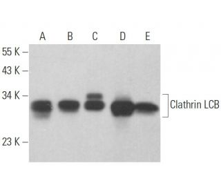 Clathrin Light Chain B/CLTB Antibody (G-7) - Western Blotting - Image 359345 