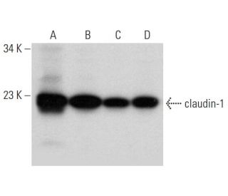 claudin-1 Antibody (D-4) - Western Blotting - Image 312021 