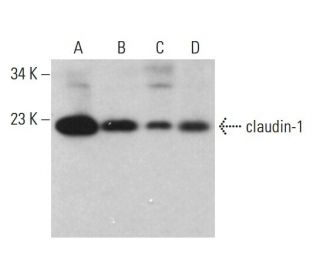 claudin-1 Antibody (D-4) - Western Blotting - Image 376574