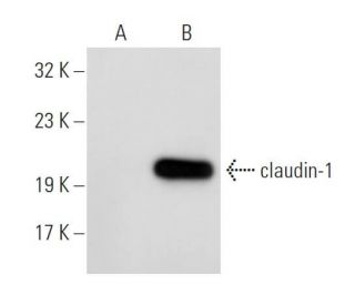 claudin-1 Antibody (D-4) - Western Blotting - Image 57997