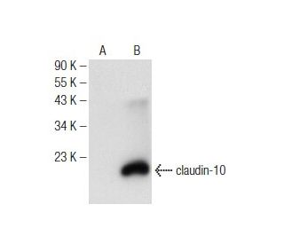 claudin-10 Antibody (H-10) - Western Blotting - Image 146411