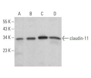 claudin-11 Antibody (D-8) - Western Blotting - Image 368458 