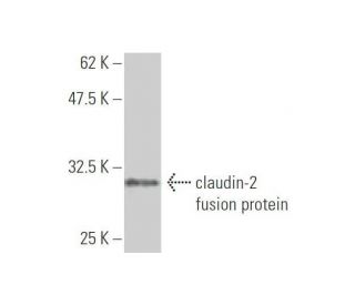 claudin-2 Antibody (3F1) - Western Blotting - Image 348986