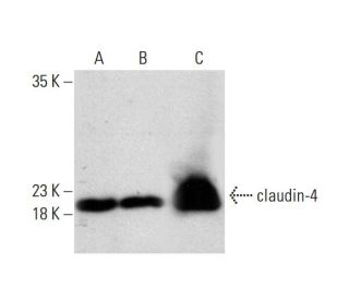 claudin-4 Antibody (A-12) - Western Blotting - Image 387407