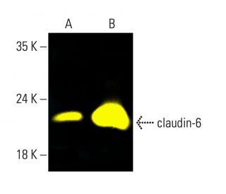 claudin-6 Antibody (A-4) - Western Blotting - Image 404198SAM Transcription Activation: SAM system utilizing dCas9-VP64, MS2-P65-HSF1, and sgRNA for precise gene transcription activation.