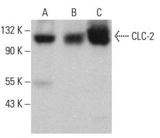 CLC-2 Antibody (D-6) - Western Blotting - Image 379575 