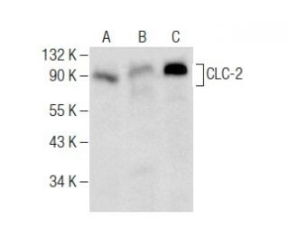 CLC-2 Antibody (D-6) - Western Blotting - Image 283413