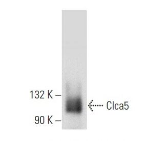 Clca5 Antibody (A-5) - Western Blotting - Image 357011