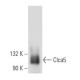 Clca5 Antibody (A-5) - Western Blotting - Image 357011
