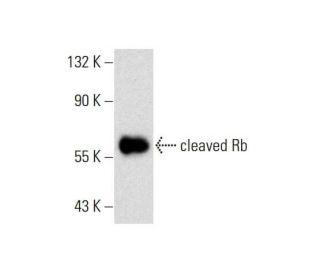 cleaved Rb Antibody (172C1094) - Western Blotting - Image 144791