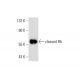 cleaved Rb Antibody (172C1094) - Western Blotting - Image 144791